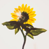 Witamina E