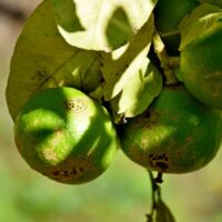 Naturalny olejek z bergamotki